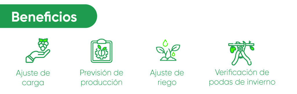 Descripción gráfica de los beneficios del conteo de yemas, como el ajuste de carga, la previsión de la producción de fruta, el ajuste de riego y la verificación de podas de invierno.