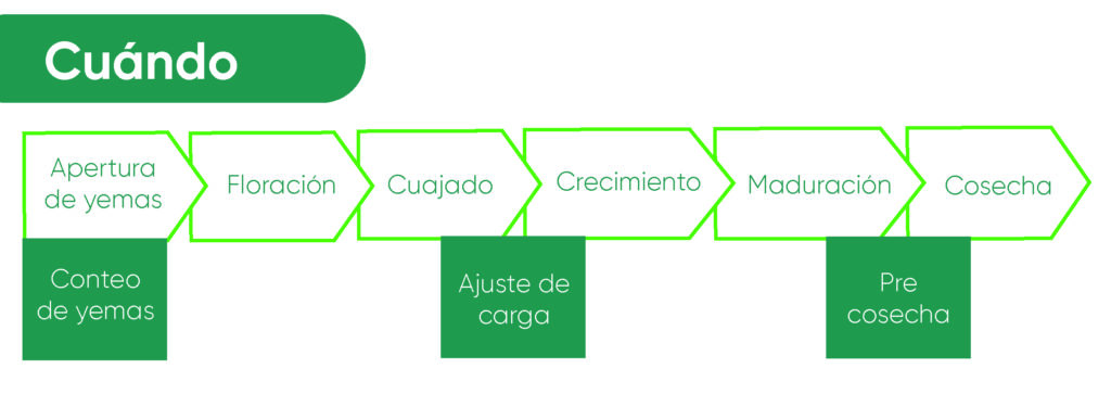 Imagen que describe cuándo se puede hacer uso de la promoción con el sistema de conteo de fruta y yemas. Estos momentos clave serían en la apertura de yemas, tras el cuajado para hacer ajuste de carga y en la pre cosecha para estimar la producción final.