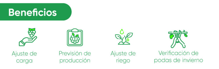 Beneficios del conteo temprano de yemas