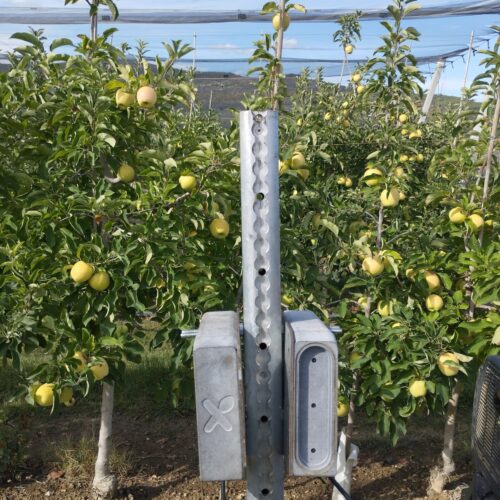 CÁMARAS ONFRUIT EN MANZANAS