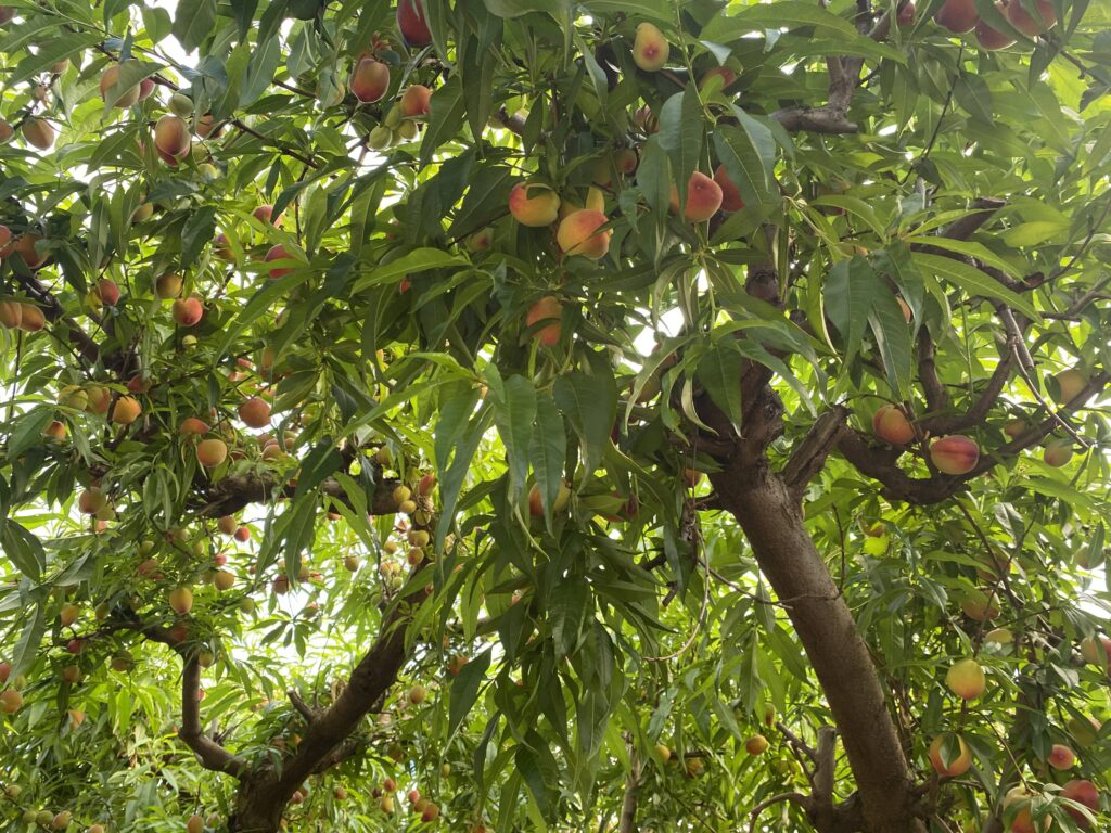 Fruto en desarrollo